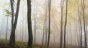 Forest in fog